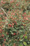 Cotoneaster suavis