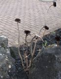 Aeonium arboreum variety atropurpureum. Вегетирующее растение. Германия, г. Дюссельдорф, Ботанический сад университета. 14.08.2013.