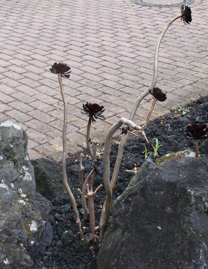 Image of Aeonium arboreum var. atropurpureum specimen.