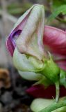 Lathyrus sylvestris