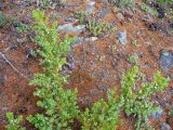 Juniperus sibirica