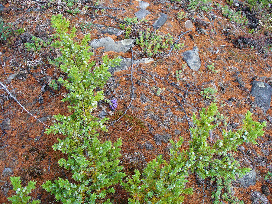 Image of Juniperus sibirica specimen.