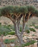Dracaena cinnabari. Молодое дерево. Сокотра, плато Хомхи. 29.12.2013.
