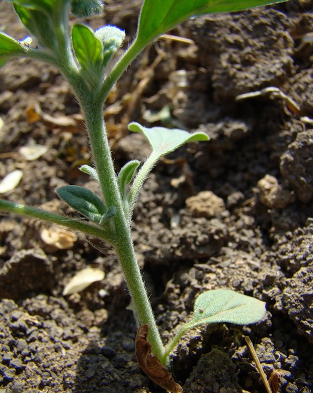 Изображение особи Heliotropium ellipticum.