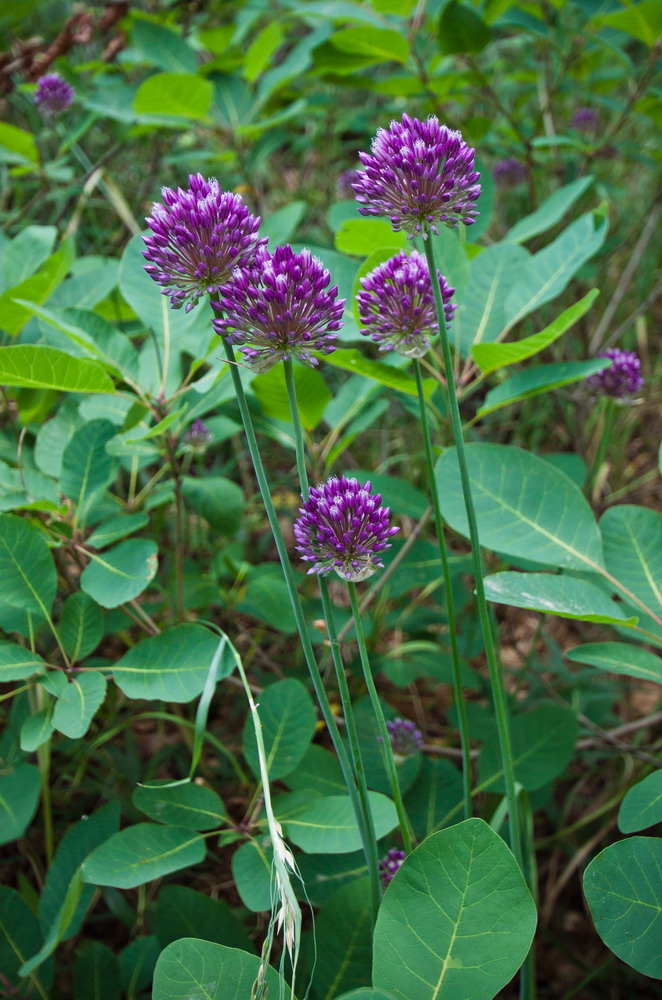 Image of Allium rotundum specimen.