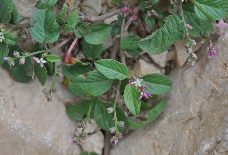 Image of Digera muricata specimen.