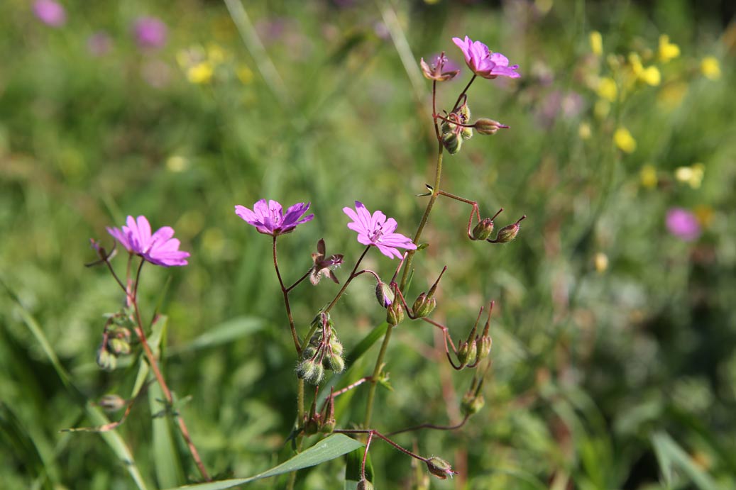 Image of Geranium pyrenaicum specimen.