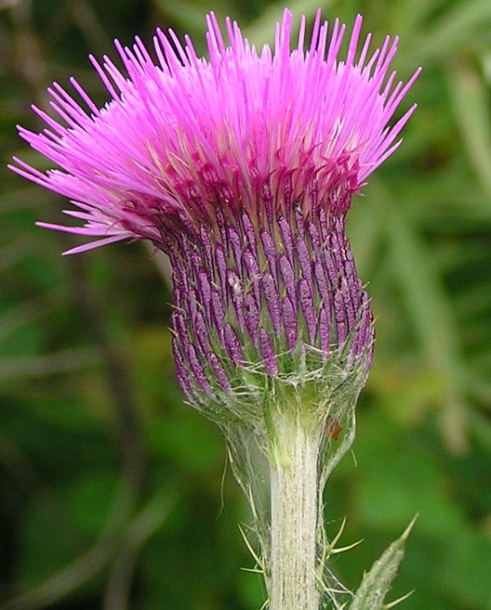 Image of Cirsium maackii specimen.