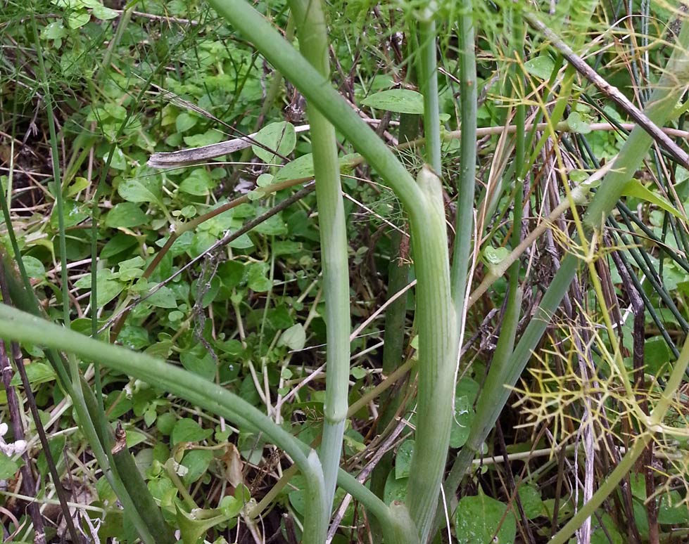 Image of Foeniculum vulgare specimen.