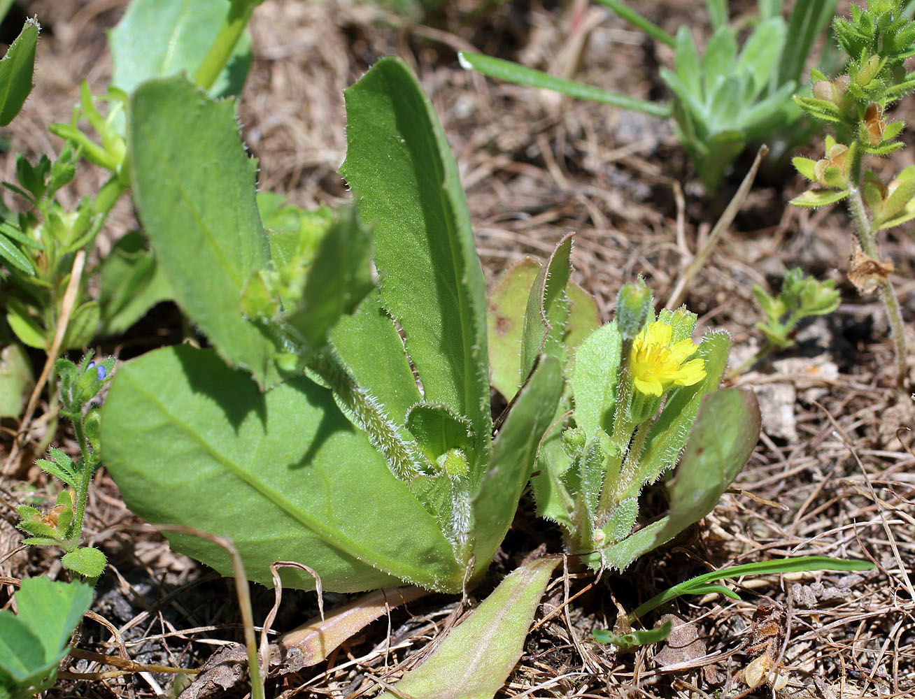 Изображение особи Garhadiolus papposus.