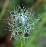 Nigella damascena