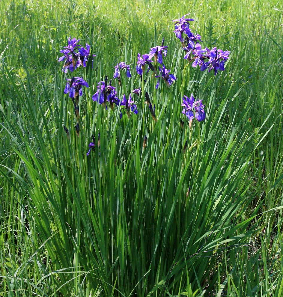 Image of Iris sibirica specimen.