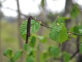 Corylus avellana. Верхушка побега с отцветшими мужскими соцветиями. Краснодарский край, пос. Мезмай. 27.04.2014.