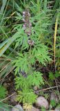 Leonurus japonicus