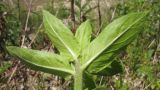 Oenothera glazioviana