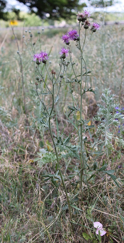 Image of Centaurea apiculata specimen.