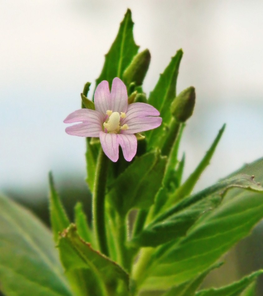 Image of Epilobium adenocaulon specimen.