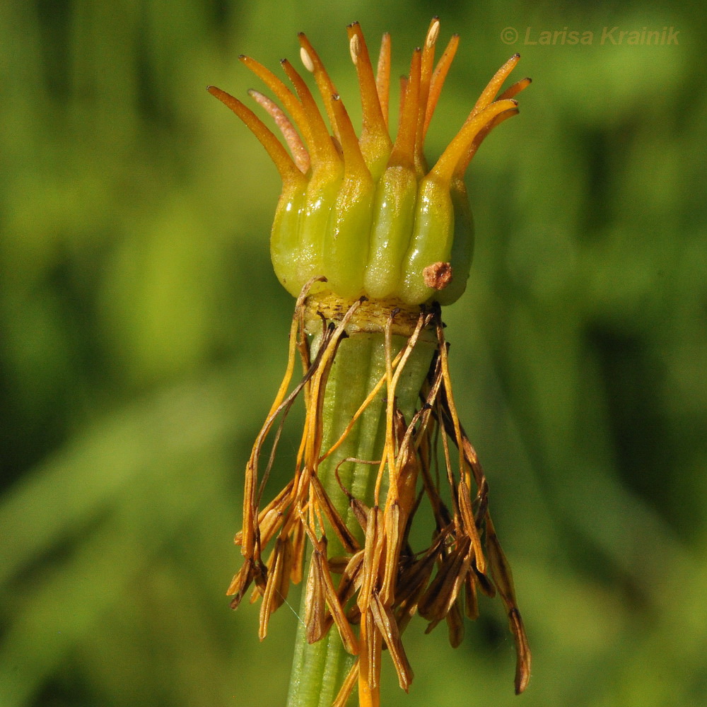 Image of Trollius macropetalus specimen.