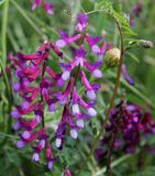 Vicia varia. Соцветия. Греция, п-ов Пелопоннес, окр. г. Катаколо. 22.04.2014.