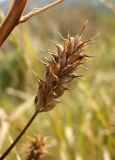 Trigonella procumbens. Соплодие. Крым, Симферополь, Петровские скалы. 12.07.2014.