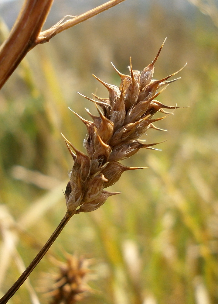 Изображение особи Trigonella procumbens.