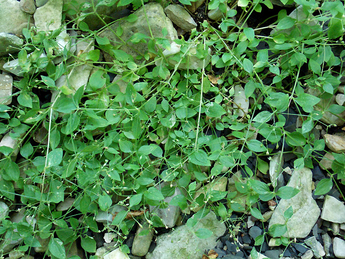 Image of Moehringia trinervia specimen.