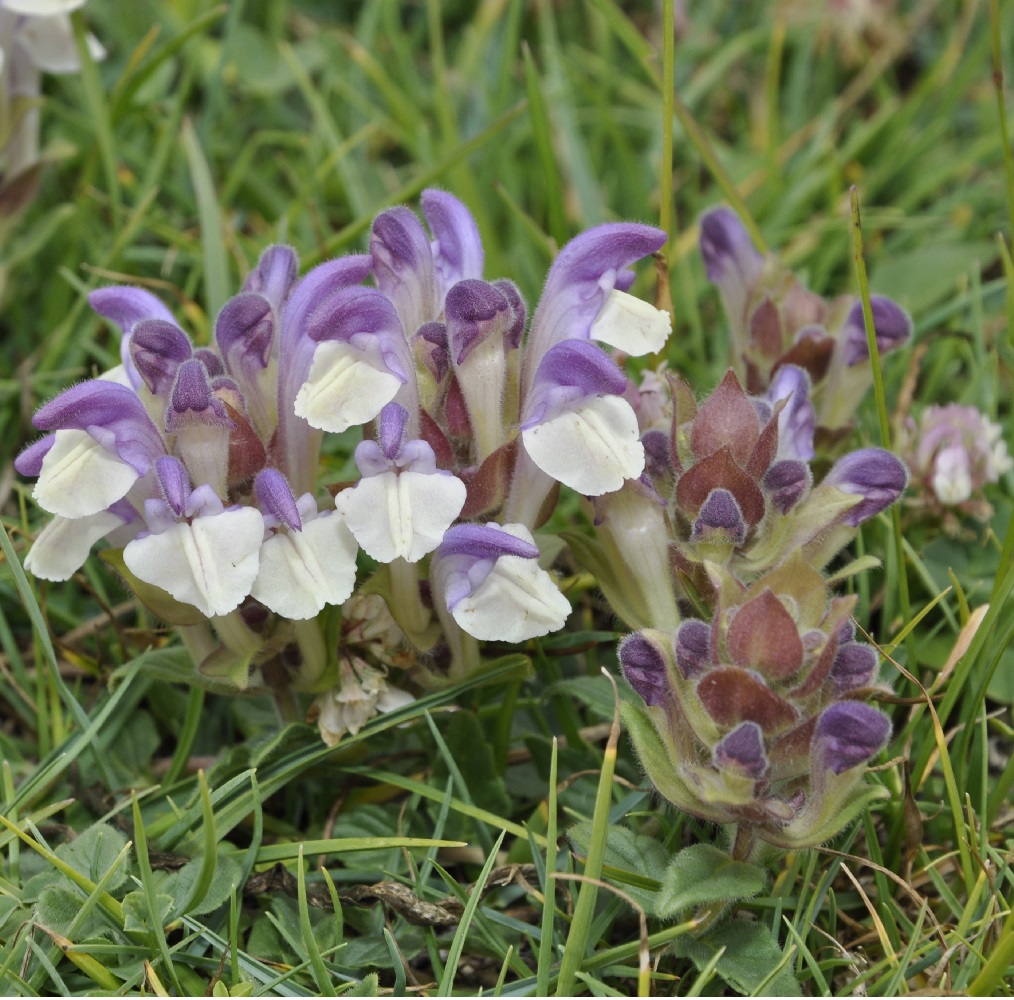Image of Scutellaria alpina specimen.