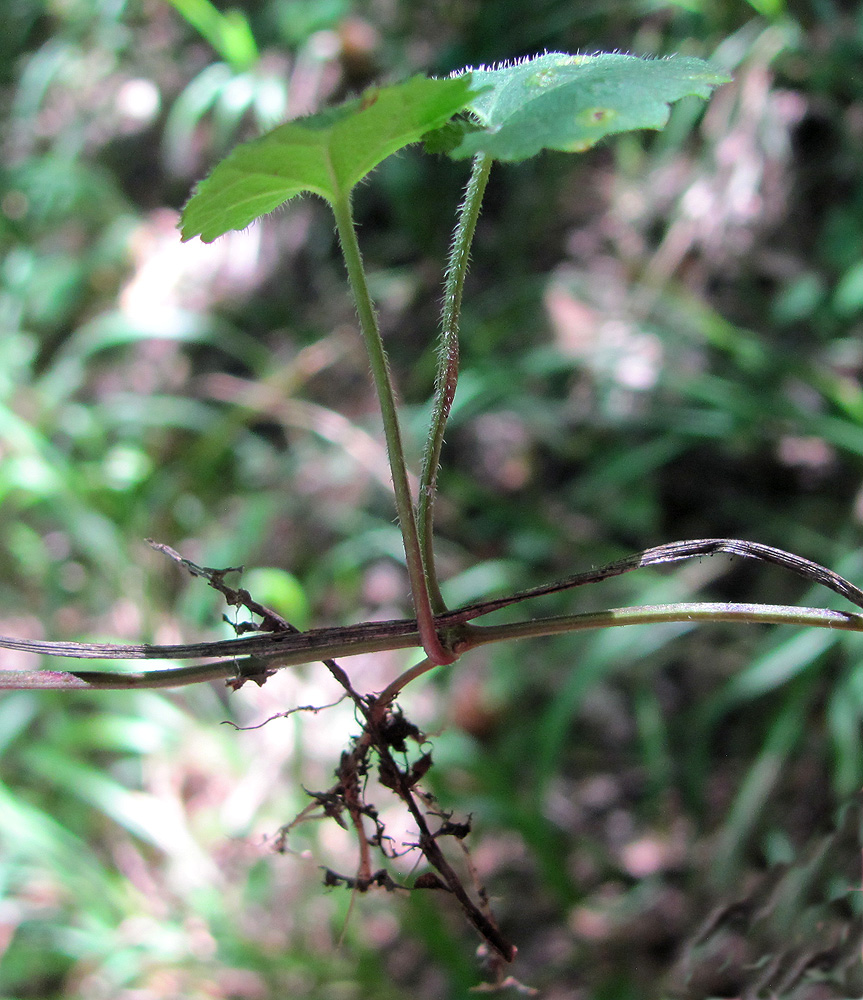 Изображение особи Glechoma hederacea.