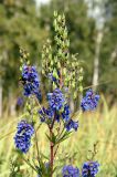 Delphinium retropilosum