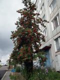 Sorbus aucuparia