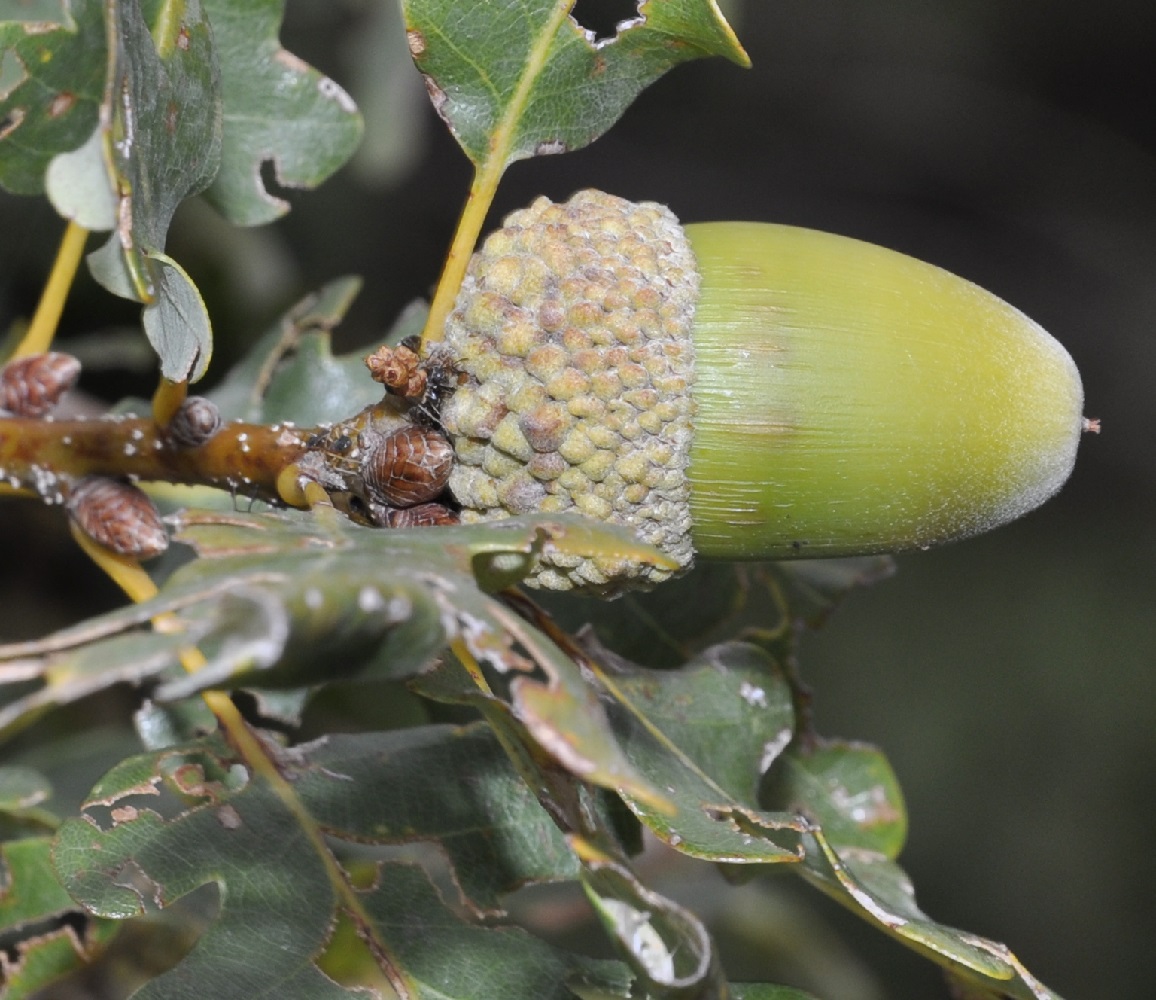 Изображение особи Quercus petraea.