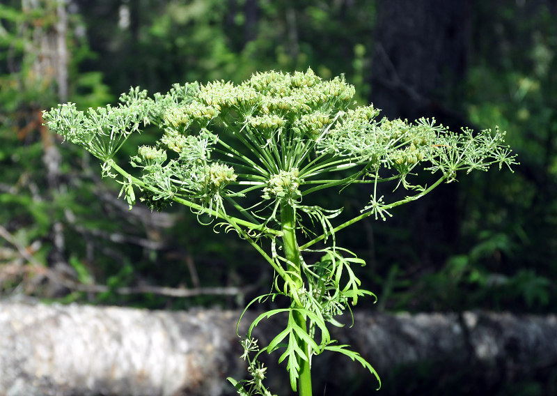 Изображение особи Pleurospermum uralense.