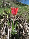 Tulipa berkariensis Rukšāns × Tulipa greigii Regel