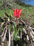 genus Tulipa. Цветущее растение. Южный Казахстан, Таласский Алатау, запов. Аксу-Жабаглы, ущ. Кши-Каинды, выс. 1800 м н.у.м. 19 апреля 2012 г.