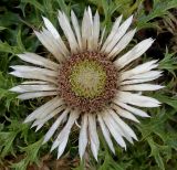 Carlina acaulis subspecies caulescens. Соцветие. Германия, г. Крефельд, Ботанический сад. 06.09.2014.