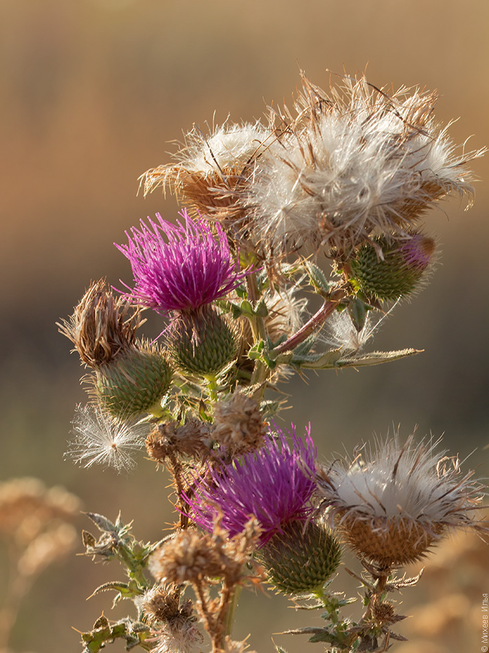 Image of Cirsium serrulatum specimen.