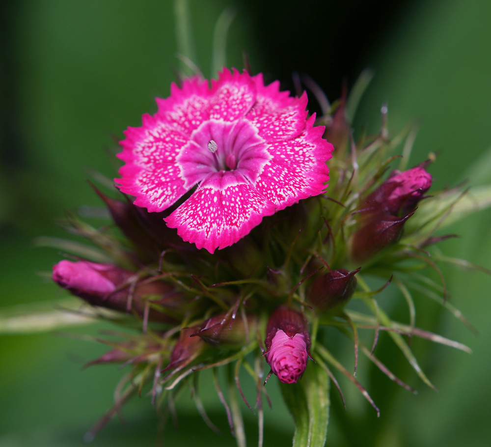 Изображение особи Dianthus barbatus.