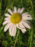 Chrysanthemum zawadskii. Соцветие. Томская обл., окр. г. Томск. 08.08.2009.