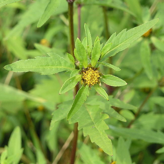 Image of Bidens tripartita specimen.