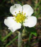 Fragaria moschata. Цветок. Томская обл., окр. г. Томск. 08.07.2009.