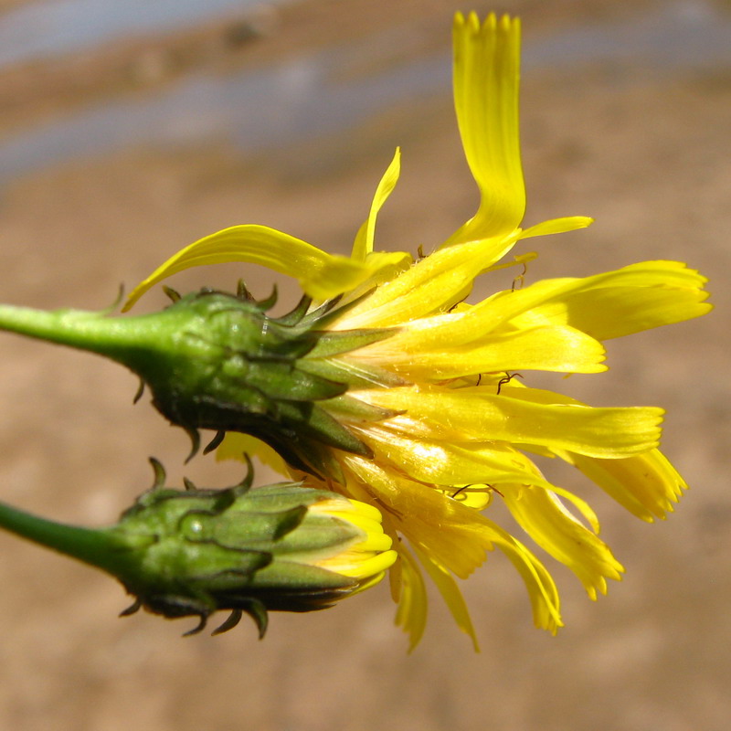 Image of Hieracium umbellatum specimen.