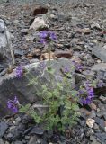 Nepeta supina