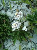 Iberis simplex