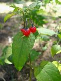 Solanum kitagawae