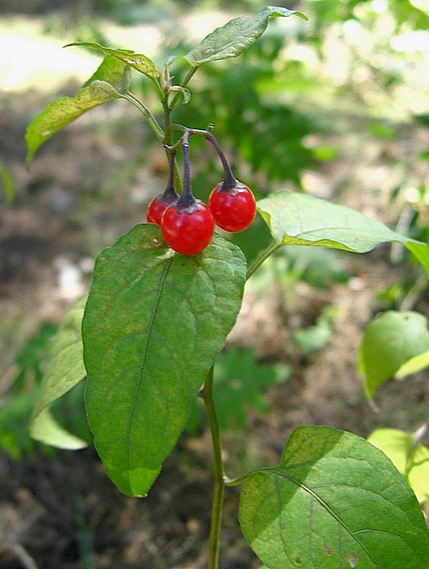 Image of Solanum kitagawae specimen.