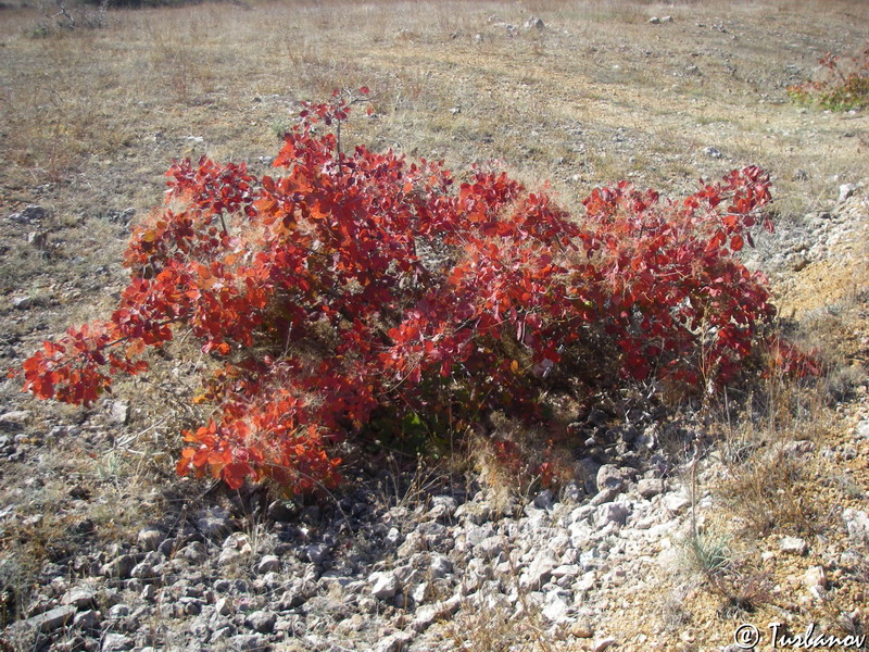 Image of Cotinus coggygria specimen.