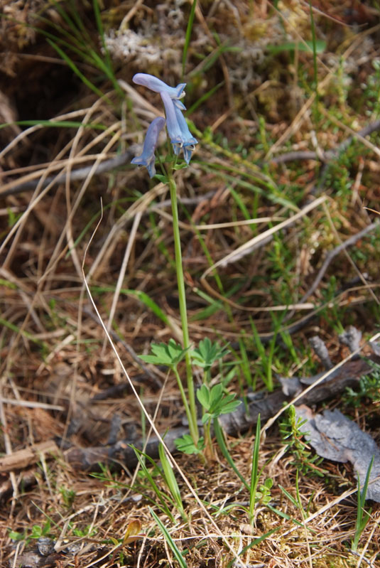 Image of Corydalis arctica specimen.
