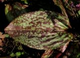 Erythronium sajanense