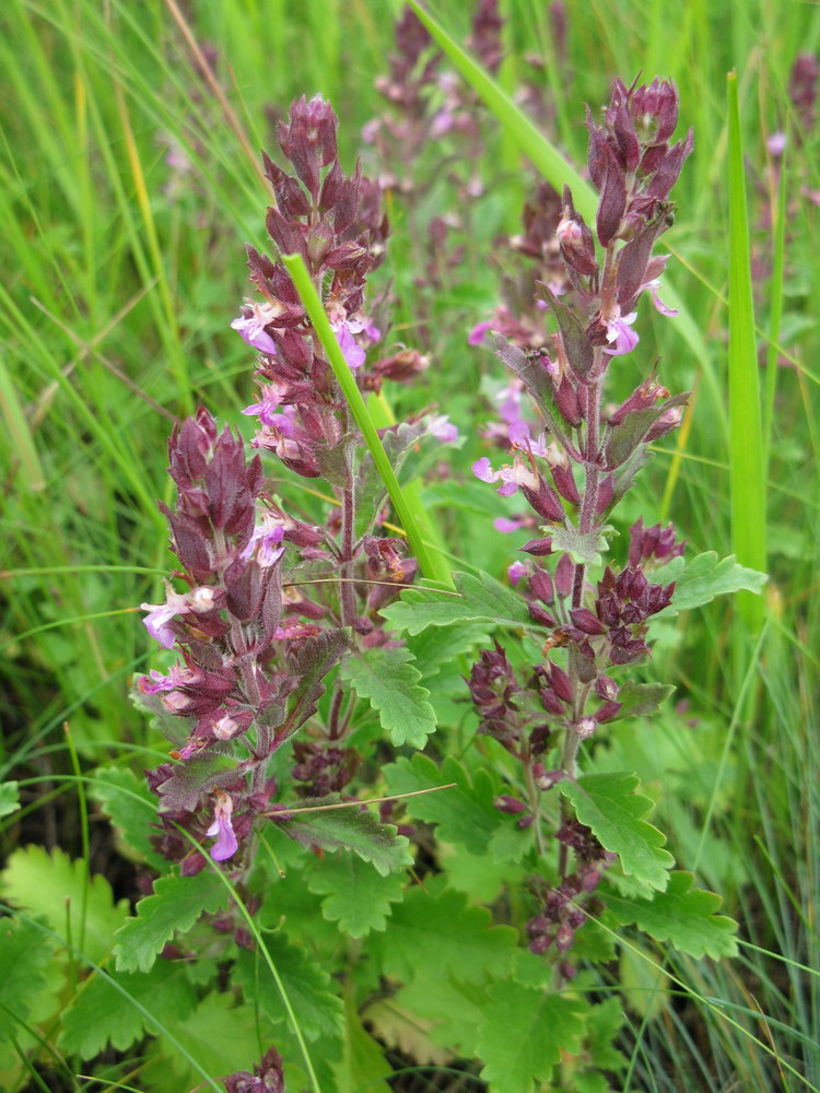 Image of Teucrium chamaedrys specimen.