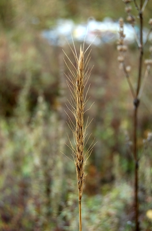 Изображение особи Elymus excelsus.